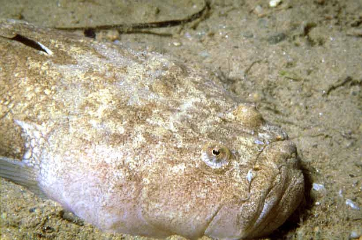 58 uranoscopus scaber.jpg - Uranoscopus scaber - Pesce prete 
